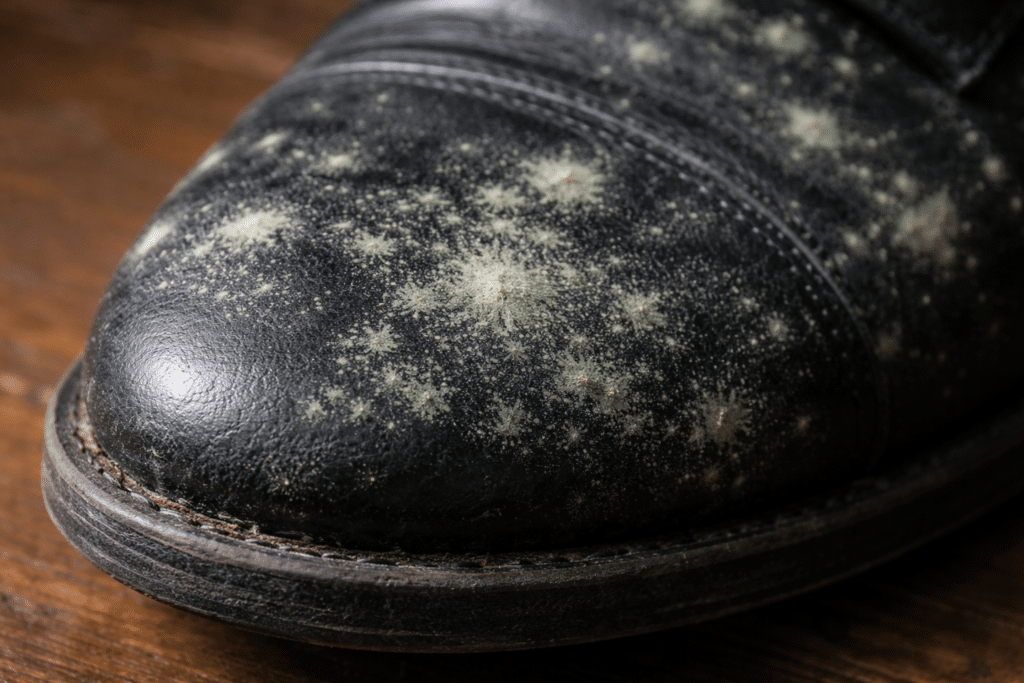 close-up of mould growing on leather shoe surface